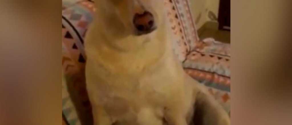 Las incre&iacute;bles respuestas de un perro ante las preguntas de su due&ntilde;o