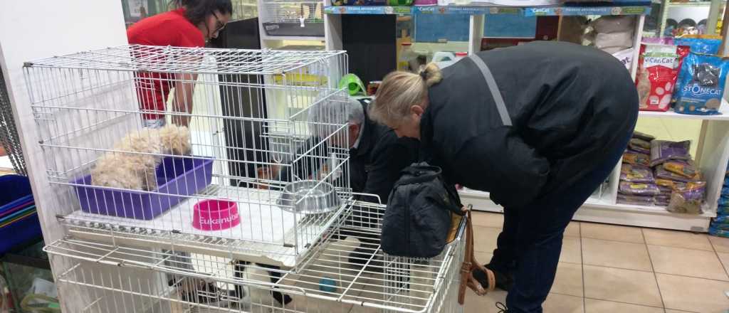 Secuestraron animales para la venta en dos h&iacute;per, de Godoy Cruz y Las Heras