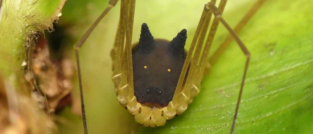 La ara&ntilde;a "con cabeza de perro" que es furor en las redes