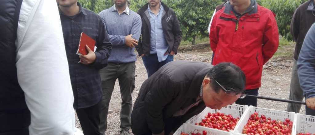 Cereza: delegación china visitó el principal empaque del Valle de Uco