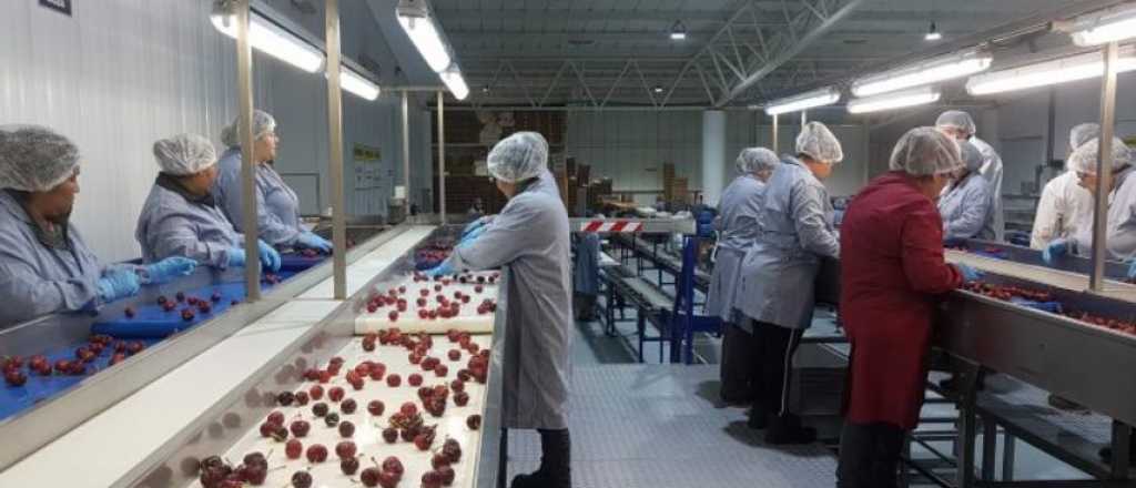 El "cuento chino" de la exportación de cerezas