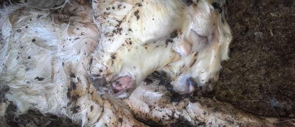 Cosa 'e Mandinga: la bestia de dos cabezas que naci&oacute; en La Paz