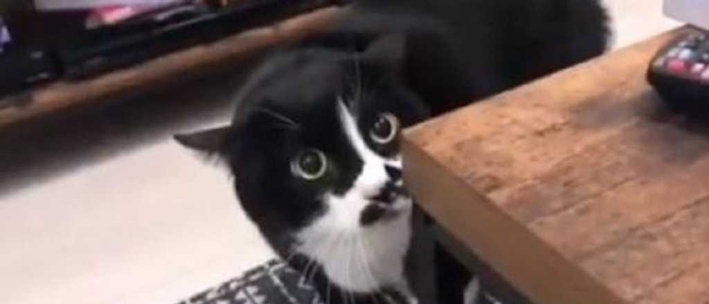 Video: el asombroso gato que maulla "Love you"