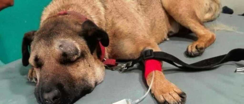 Un perro "h&eacute;roe" que salv&oacute; a tres ni&ntilde;os de una yarar&aacute; en Las Heras