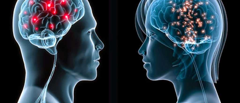 Científicos consiguen 'fusionar' un cerebro femenino con uno masculino: esto salió