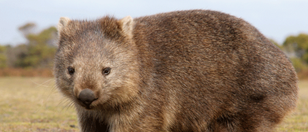 Cient&iacute;ficos descubrieron por qu&eacute; un raro animal defeca en forma de cubo