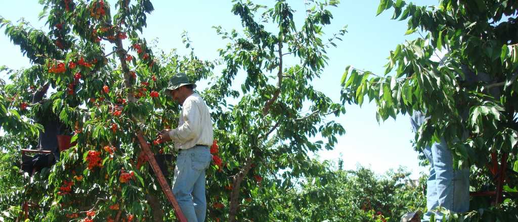 Exportación de cerezas mendocinas: "Bendición" de dos funcionarios nacionales