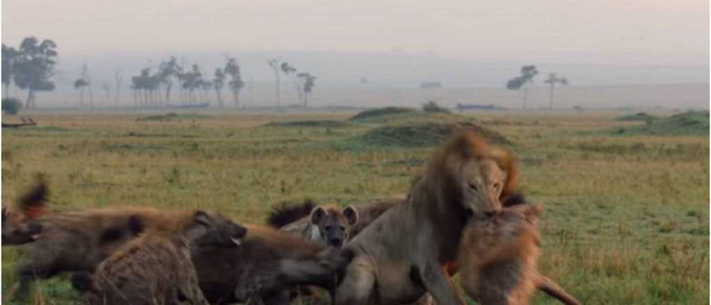 Un león salva a su compañero de ser devorado de las hienas