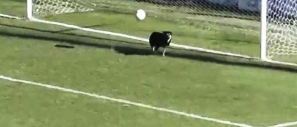 Video: un perro fue el protagonista de la atajada del a&ntilde;o