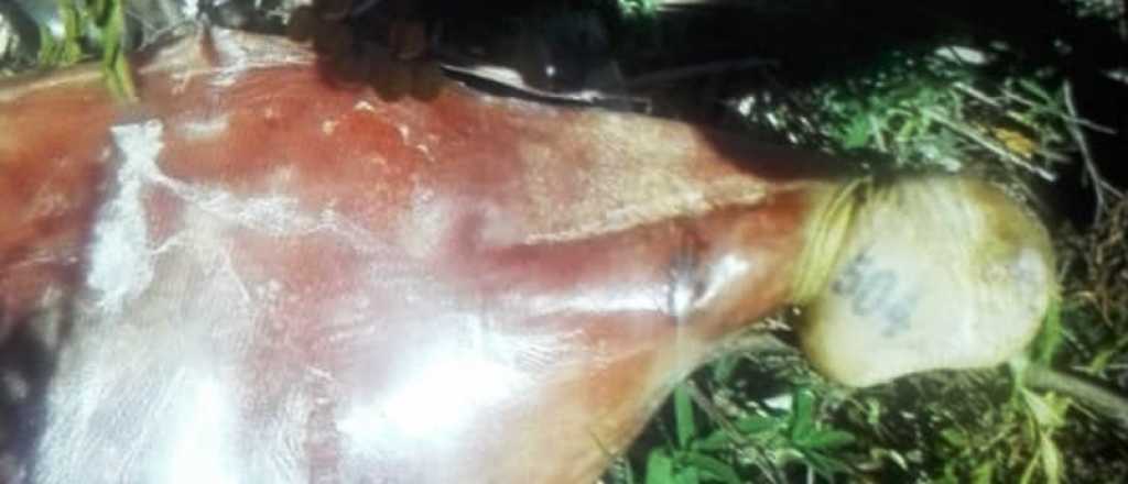 Motochorros robaron una pierna de jam&oacute;n en Luj&aacute;n y fueron detenidos