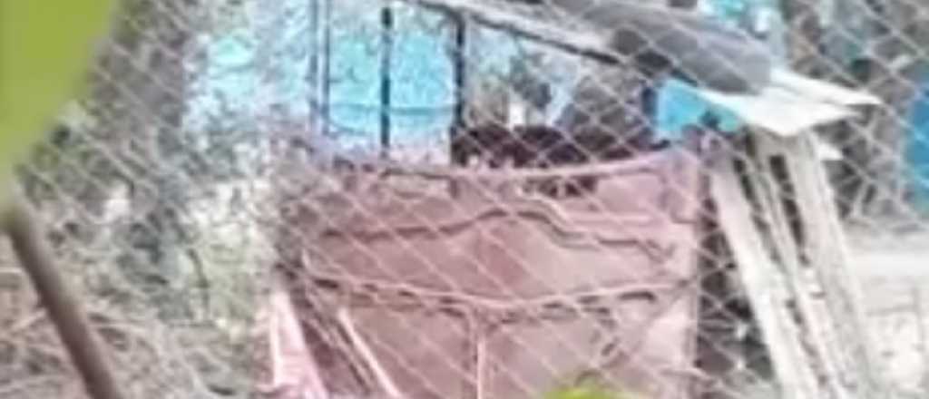 Denuncian a un criadero de perros en Maipú por maltrato