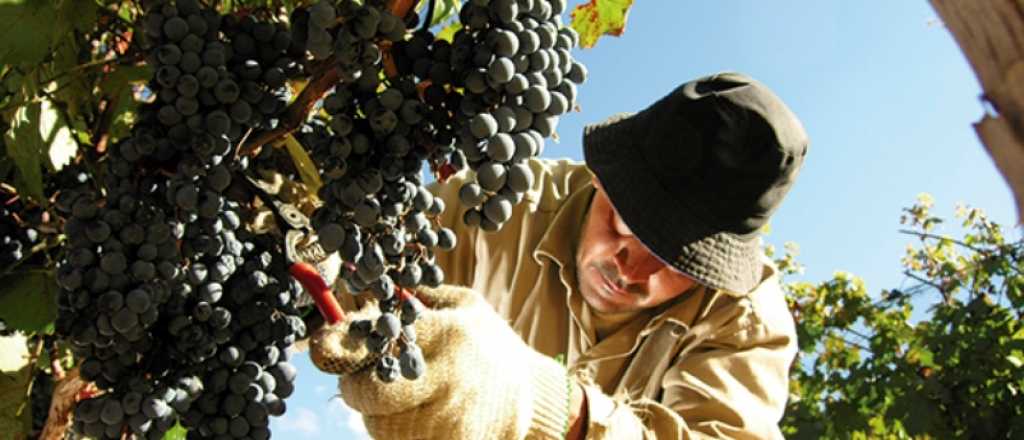 Viñateros en contra del posible plan estratégico vitivinícola 2030