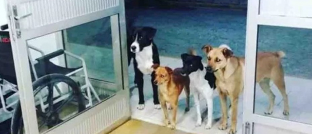 Cuatro perros esperan a su dueño en la puerta de un hospital en Brasil