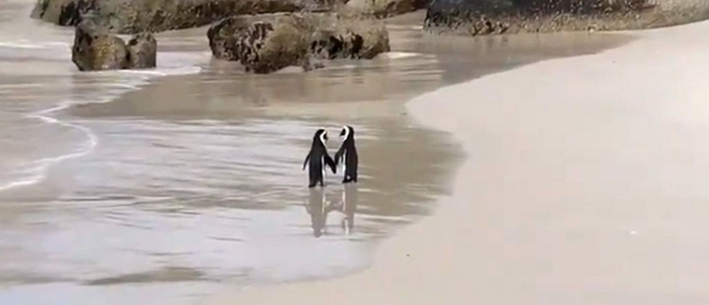 Video: romántica escena de pingüinos paseando "de la mano" por la playa