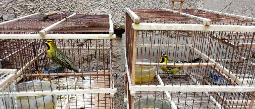Cayó un hombre que vendía aves en peligro de extinción en Ciudad