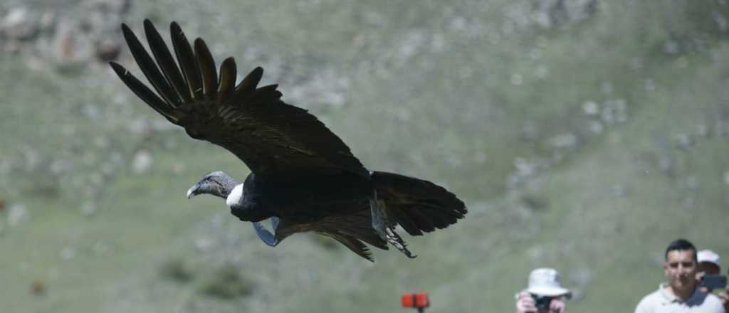 Emotiva liberaci&oacute;n de dos c&oacute;ndores andinos 