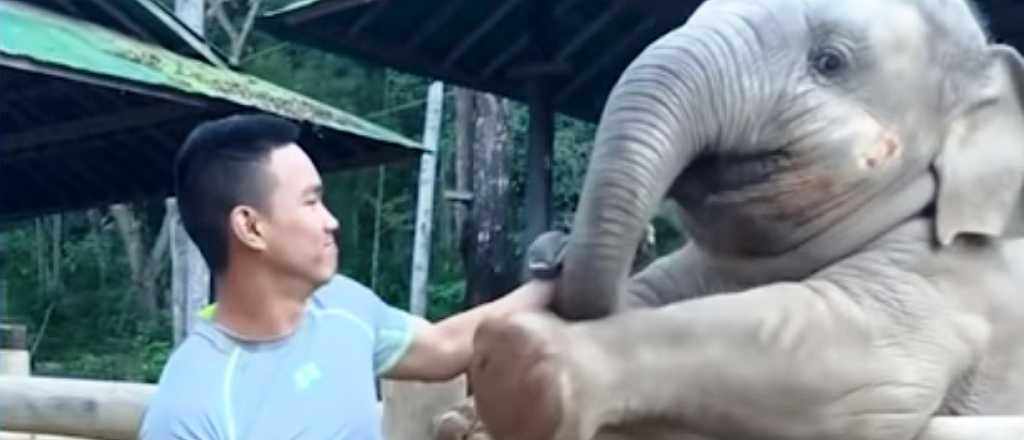 El tierno video de un elefante bebé jugando con un joven