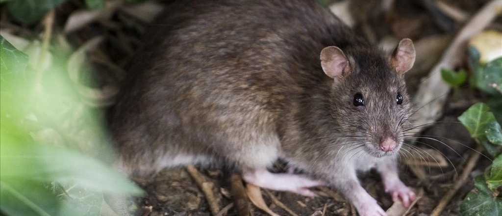 Murió una mujer por Hantavirus y ya son 11 las víctimas en Chubut