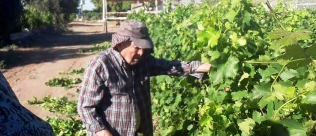 Un ejemplo: a los 91 años madruga todos los días para trabajar en la viña