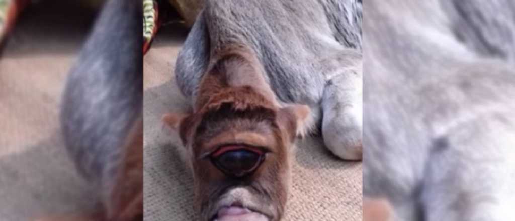 Nació un ternero con un ojo, sin nariz y ahora es un dios en la India