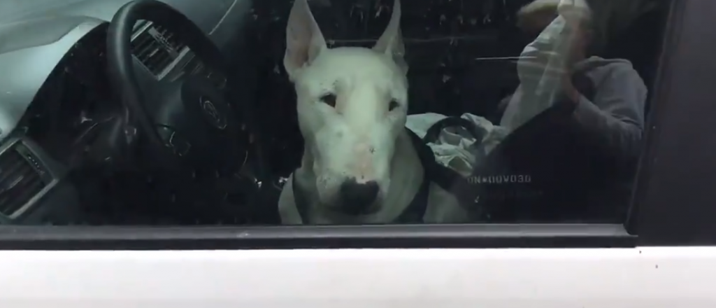 Lo escracharon por dejar a su perro encerrado dentro del auto en el Shopping