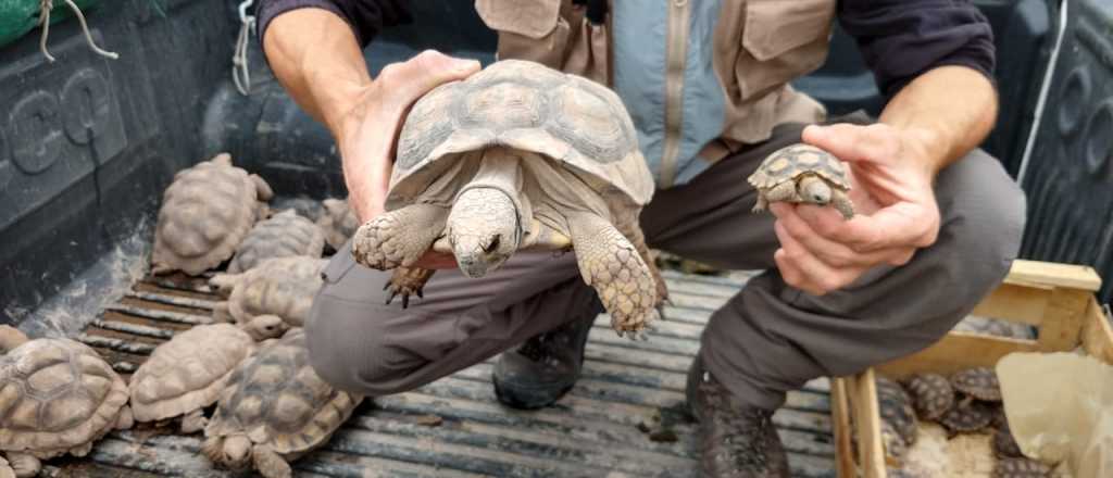 Ambiente recuperó 37 tortugas terrestres 