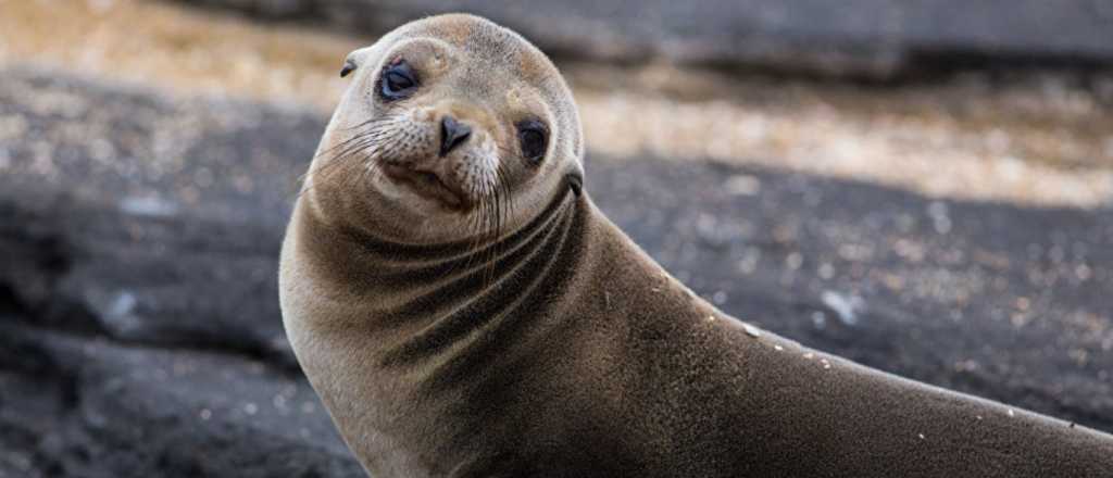 Video: atrapó una foca que quiso huir, pero fue por una buena causa