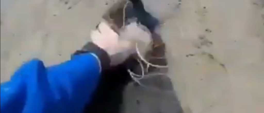 Video: atrapó una foca que quiso huir, pero fue por una buena causa