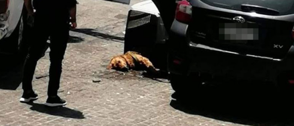Una perrita murió sofocada en un auto en Viña del Mar