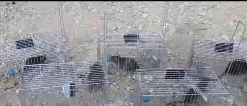 Video: capturan 9 ratas gigantes en Tierra del Fuego