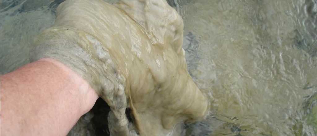 Mendoza lucha contra una perjudicial alga en sus r&iacute;os