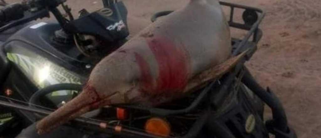 Multaron a un pescador que atrapó y luego comió un delfín, en Buenos Aires
