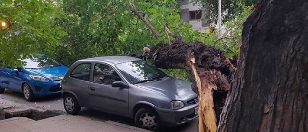 Un árbol aplastó un auto en calle Mitre de Ciudad