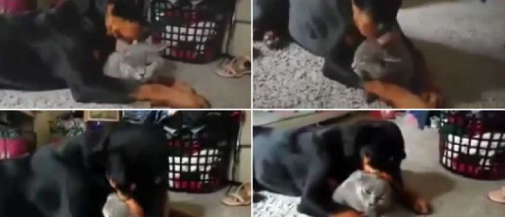 Fue filmada la relación entre un Rottwailer y un gato