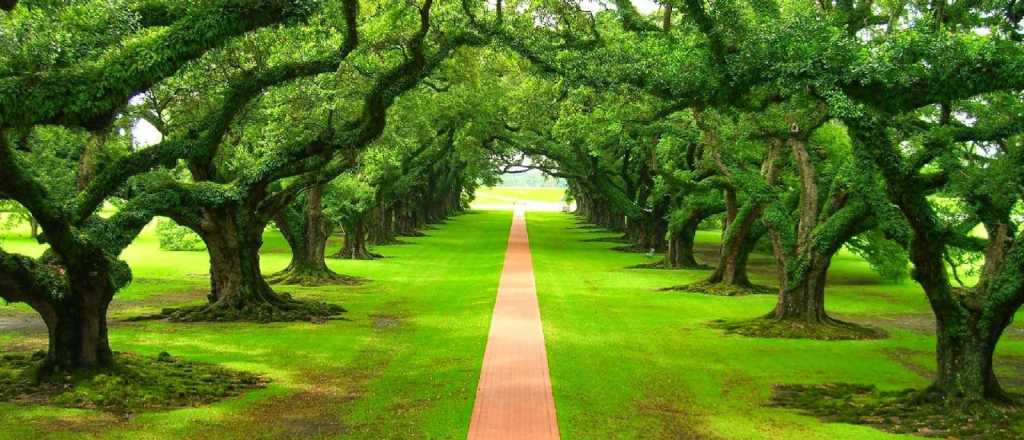 Mir&aacute; estos &aacute;rboles: parecen salidos de cuentos de hadas, pero son reales