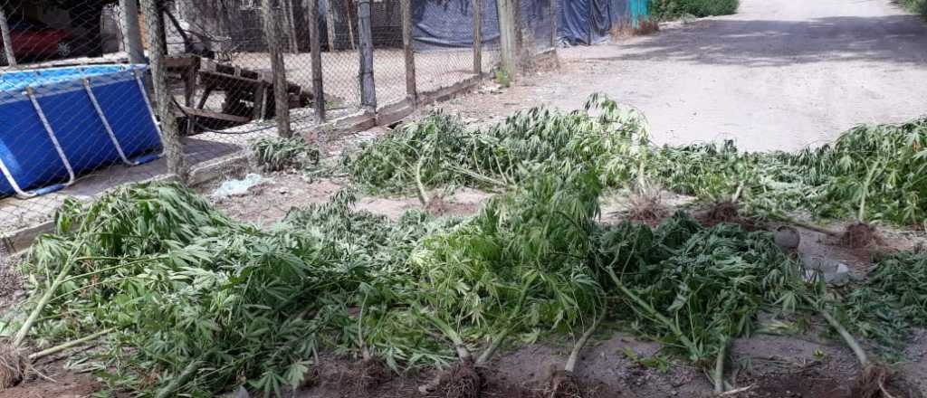 Los allanaron por plantar marihuana en Las Heras