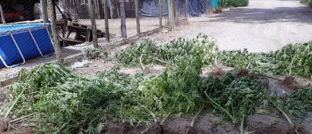 Secuestraron más de 100 plantas de cannabis en 3 viveros de  Las Heras