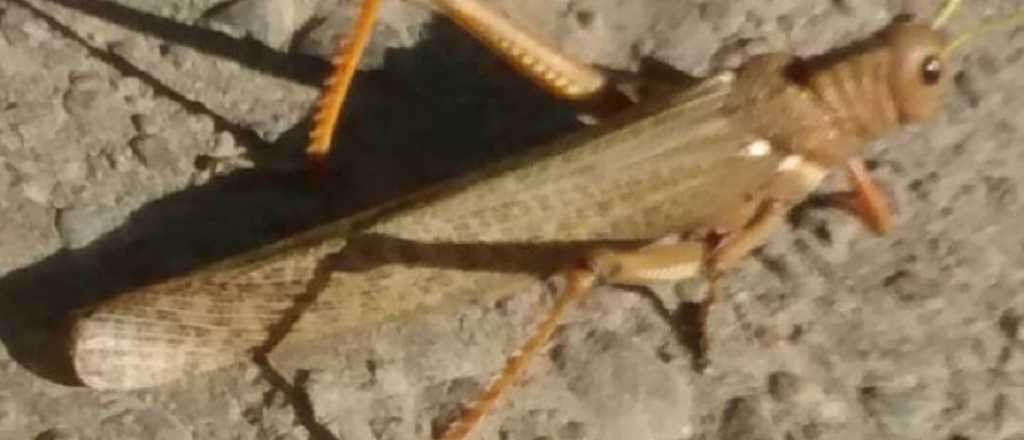 Vecinos reportan la presencia de langostas "gigantes" en Tunuy&aacute;n