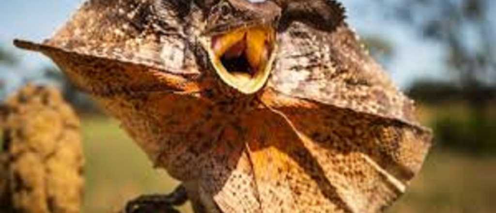 Mirá el mini lagarto que encaró a un turista en Australia y se hace viral