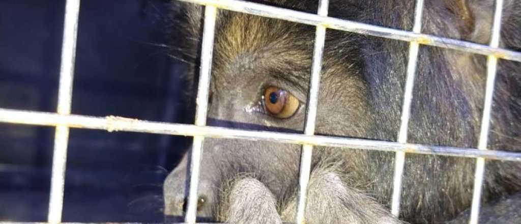 Cayó en Maipú una banda de cazadores que tenía un mono enjaulado