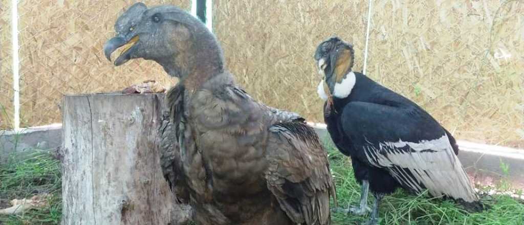 C&oacute;ndores andinos intoxicados en La Rioja se rehabilitar&aacute;n en Mendoza