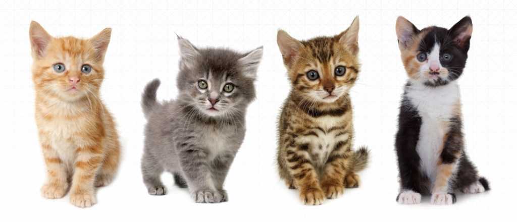 Hoy es el día mundial del gato: 7 cosas que no sabías del animal más viral