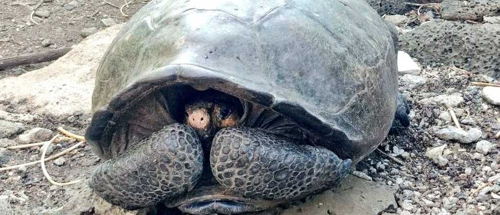 Hallaron una tortuga gigante que se creía extinta hace 100 años