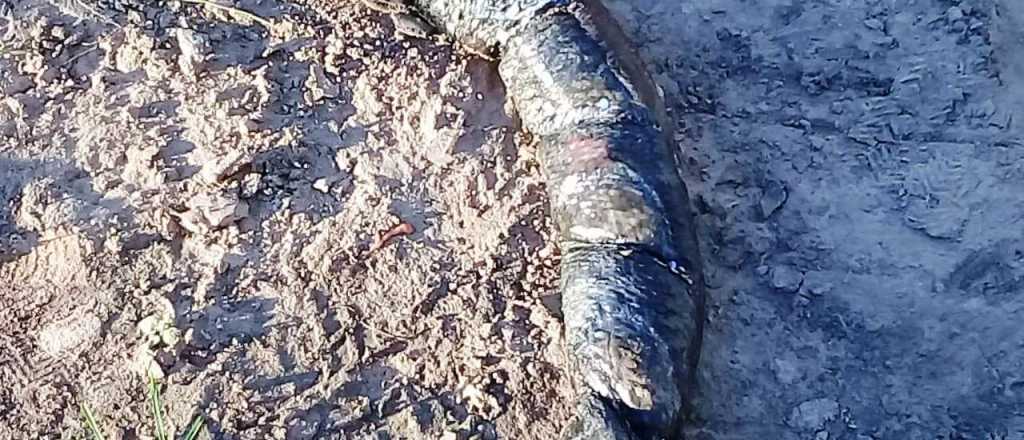 La aparici&oacute;n de una extra&ntilde;a criatura conmociona a Santa Fe