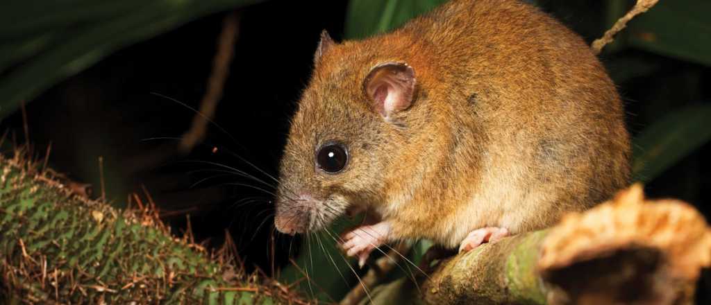 Este roedor es el primer animal extinto por el Cambio Climático