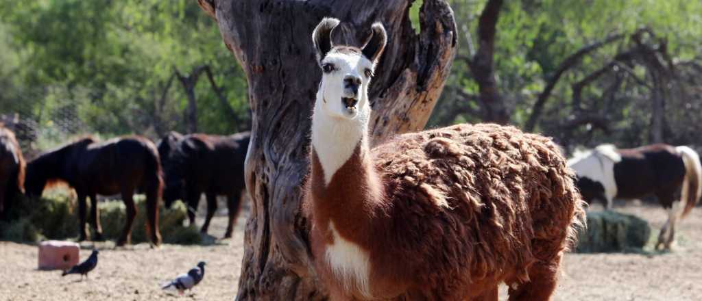El Ecoparque Mendoza ya derivó más de 250 animales