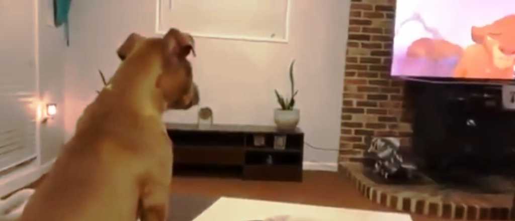 Video: un perro se conmueve al mirar "El Rey Le&oacute;n"
