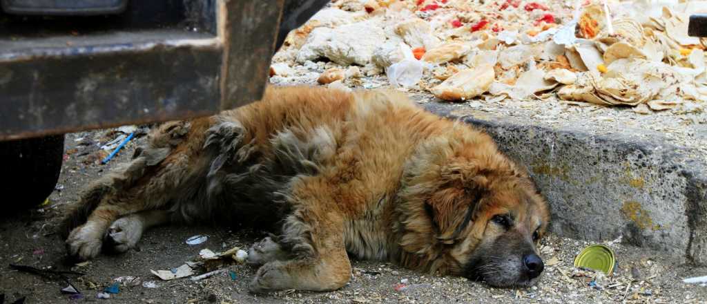 Video: sigue el misterio con más perros envenenados en Godoy Cruz