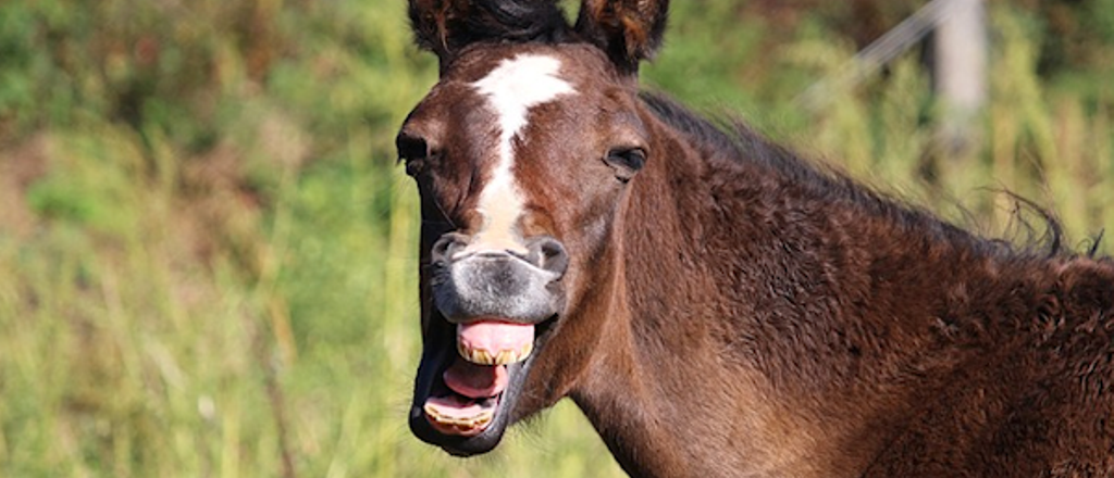El video de un caballo bailando se hizo viral 