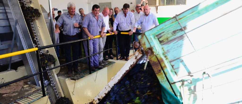La bodega municipal de Jun&iacute;n hizo su primera molienda